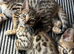 Bengal kittens looking for a loving new home