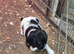 Springer Spaniel Puppies
