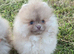 CHIAO LI YA lineage pomeranian puppies