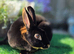 Black Tan Doe Available