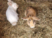3 rabbits