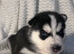 Stunning husky pups