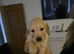 Golden retriever pups only 1 female 2 males available absolutely stunning litter ready to leave 11th august