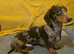 Miniature Jackshund