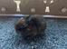 Netherland dwarf babies