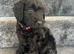 Cockapoo