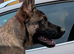 8 month old handsome male German shepherd