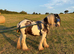 Driving gelding
