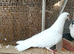 Pure white pigeon