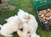 Beautiful Maltese Puppies Available