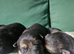 German shepherd puppies