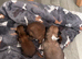 Puppies