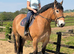 Stop look and appreciate!! what a horse!!