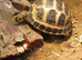 Horsfield tortoises now available for a new loving home