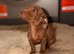 Beautiful Dachshund x Miniature Jack Russell Puppies