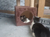 kittens needing homes