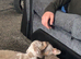 Miniature dachshund puppies