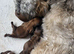 Shih tzu puppys