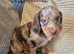 Cocker spaniel pups