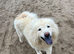 Chow chow
