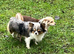 Puppy for sale