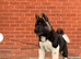 KC American Akita