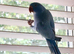 Blue Indian Ringneck