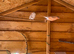 1 pair sib bullfinch