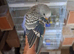 Baby budgies