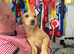 Labrador girl