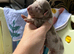Kc Miniature dachshund