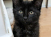 Ragdoll mix kittens looking for a new home!! We have an oops litter of kittens. 2 Boys and 2 girls available. Mum is of Ragdoll Mix.