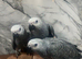 Hand-Rearing Friendly Baby Super Tame Cuddly African Grey Parrot