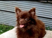 2 beautiful pomchi