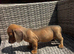 Miniature Dachshunds for sale