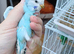 Pair of baby budgies