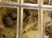 Pair of gloster canary