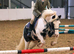 Mini Cob 13hh
