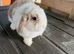 Female mini lop