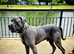 Ikc cane corso stud