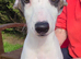 Stunning pure bred Whippet puppy