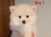 Pomeranian puppies for sale