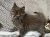 Beautiful Maine Coon kittens
