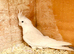 breeding pair of cockatails