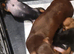 Black and Tan miniature Dachund Boy for a new home