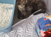 3 month old female kitten
