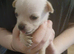 4 chihuahua pups