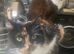 Kittens for sale