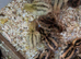 50 Jambo Quail Chicks (1 week)