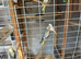 Young semi tame cockatiels